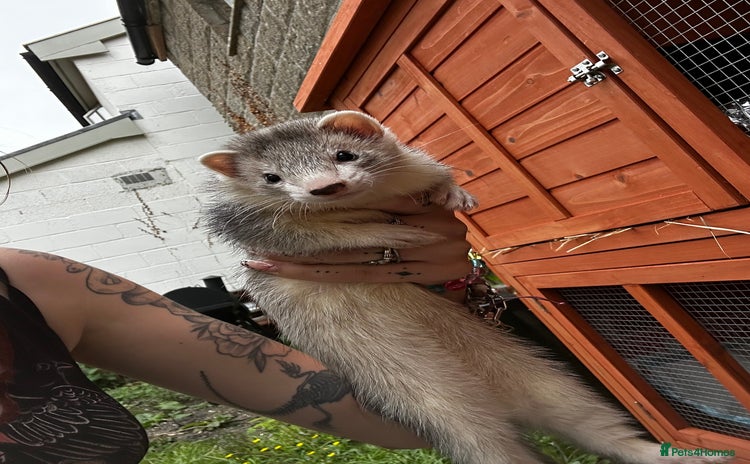 Ferret rodents - Advert 4