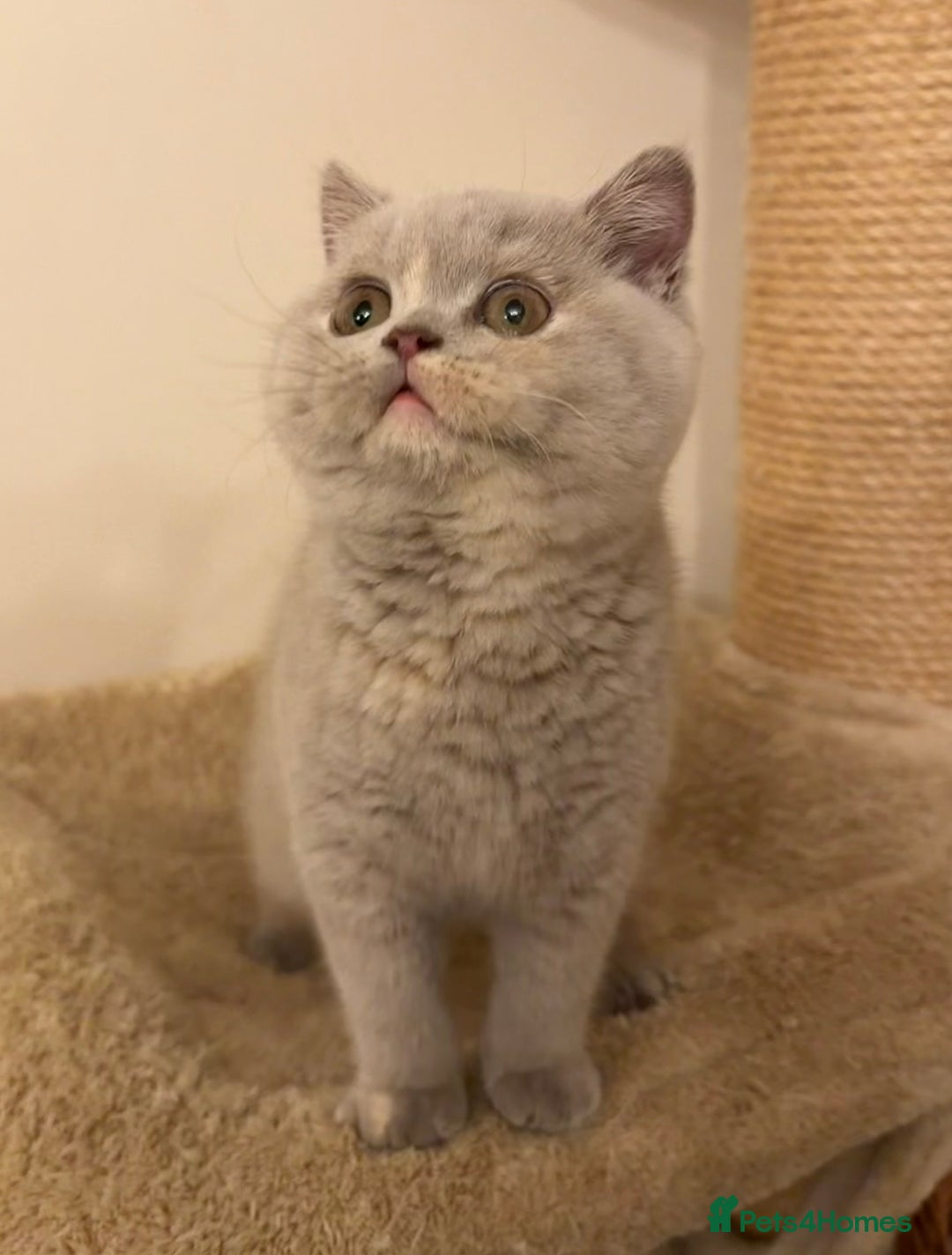 British Shorthair cats for sale: Lilac Tortie British Shorthair Female - Advert 14