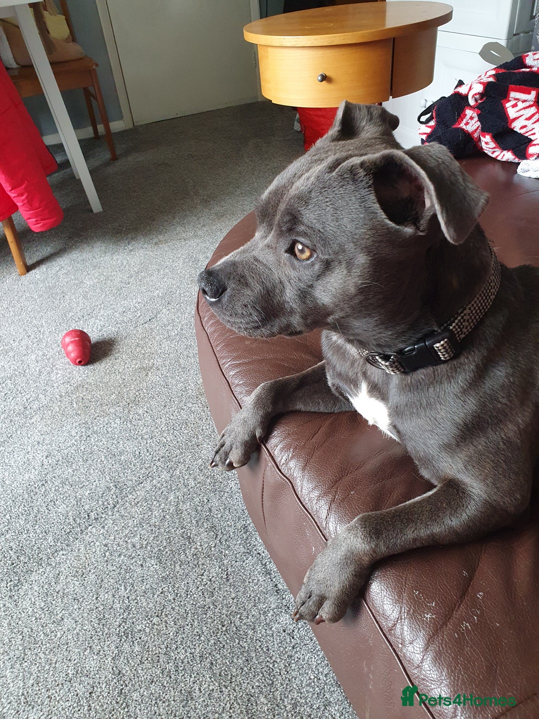 Staffordshire Bull Terrier dogs for sale: Tyrion  - Image 1
