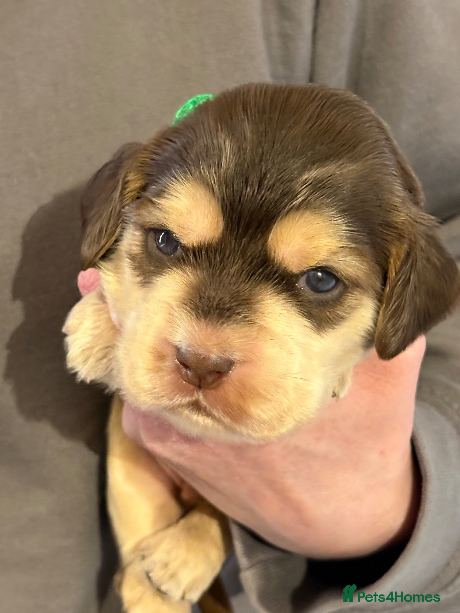 Cocker Spaniel dogs Beautiful Kc reg litter of show type cockers   - Advert 1