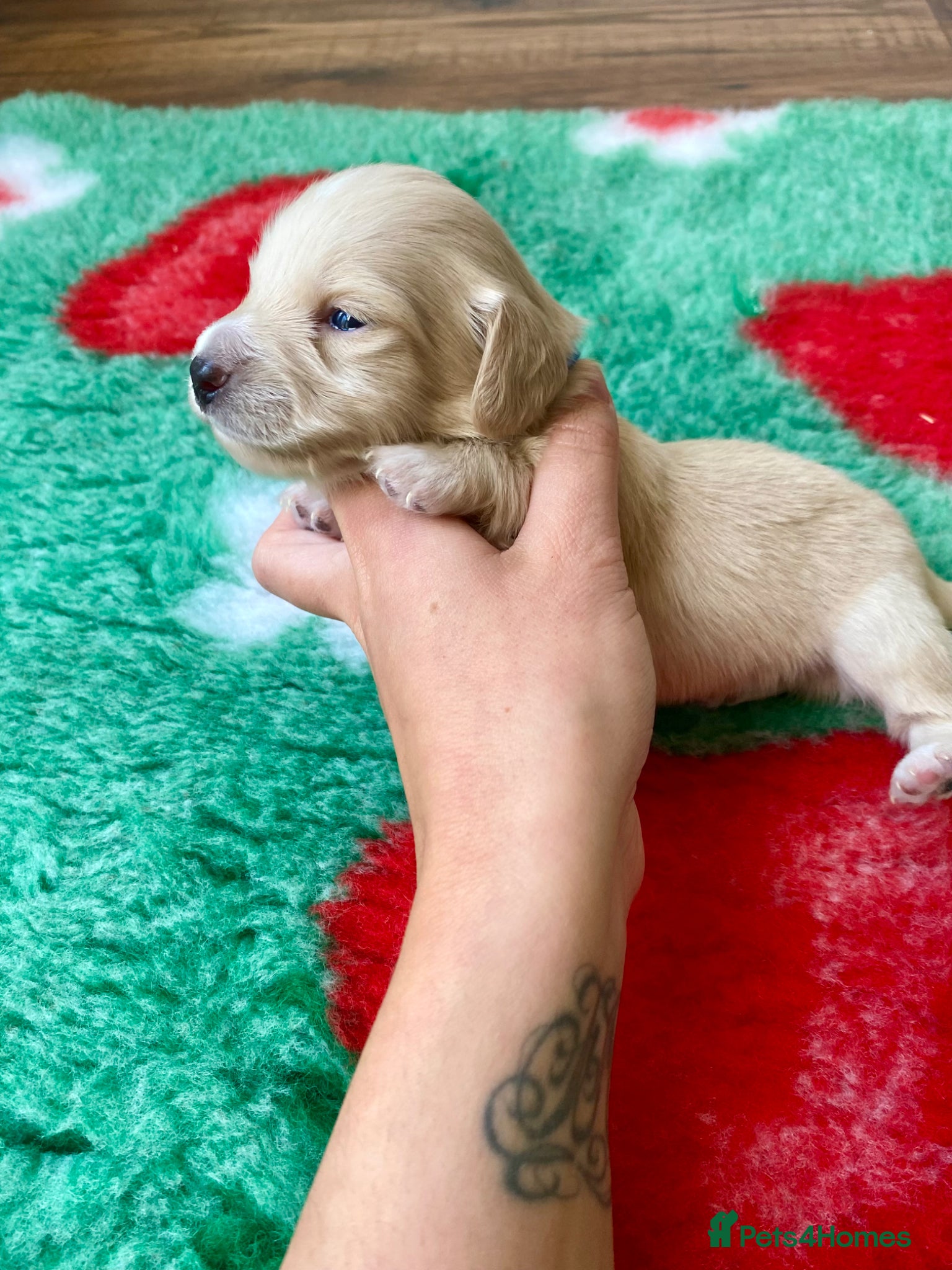 Miniature Dachshund dogs KC CLR Long Hair Cream Mini Dachshunds - Advert 1
