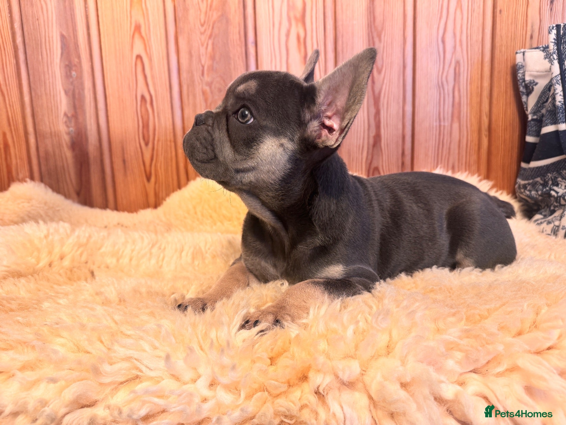 French Bulldog dogs Female  KC reg puppy  - Advert 12