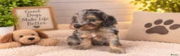 Cockapoo dogs for sale: Stunning cockapoos - Advert 9