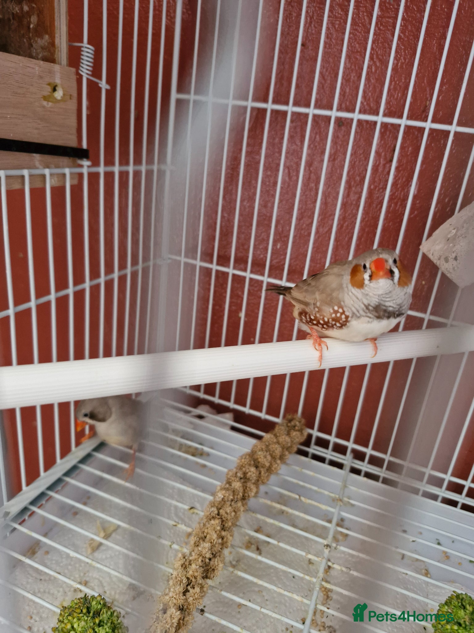 Finches birds for sale: Finches and budgies for sale  - Advert 2