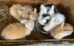 Lionhead rabbits for sale: 5 lionhead bunnies  - Image 2