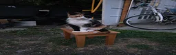 Mixed Breed cats for sale: Two kittens (boys) in Bognor Regis - Advert 1