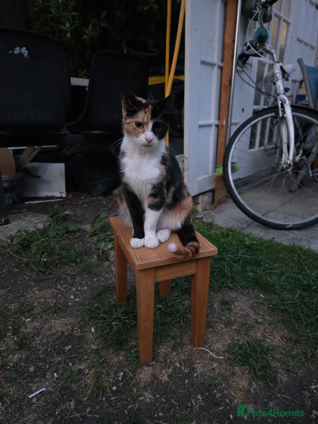 Mixed Breed cats for sale: Two kittens (boys) in Bognor Regis - Advert 1