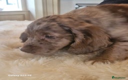 Cocker Spaniel dogs for sale: Cocker Spaniel puppies  - Image 19