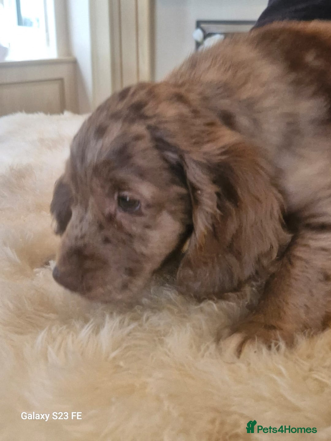 Cocker Spaniel dogs for sale: Cocker Spaniel puppies  - Image 19