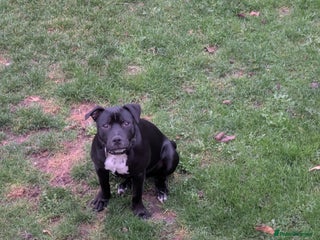 Staffordshire Bull Terrier dogs - Advert 1