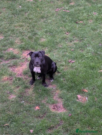 Staffordshire Bull Terrier dogs - Advert 1