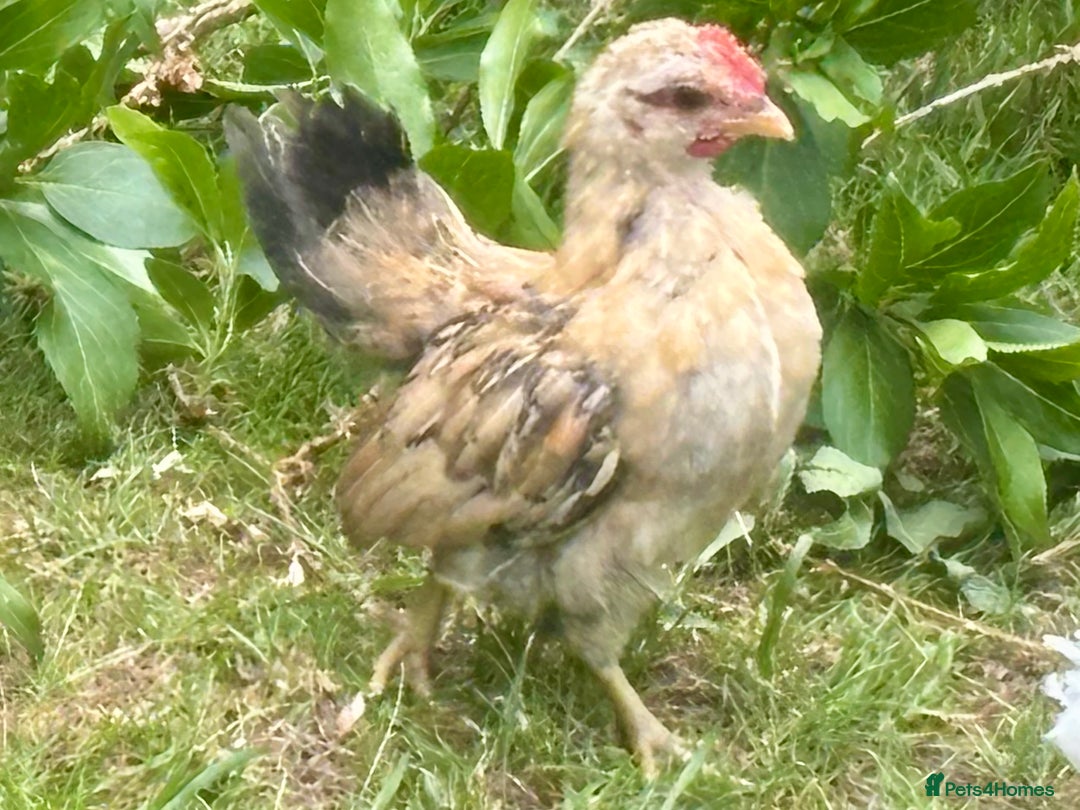 Chickens poultry for sale: Serama cockerel  in Teddington - Image 10