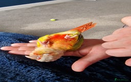 Conures birds for sale: Beautiful fully hand reared conure baby's  - Image 18
