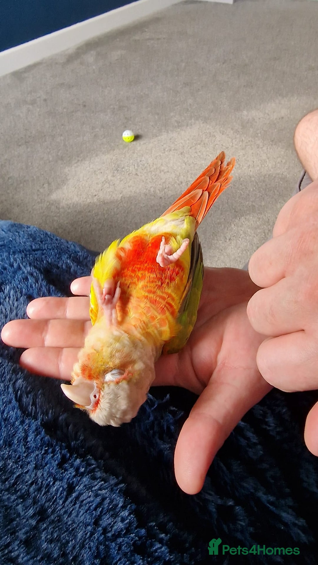 Conures birds for sale: Beautiful fully hand reared conure baby's  - Image 18