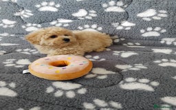 Maltipoo dogs for sale:  Maltipoo puppies  mix litter - Image 19