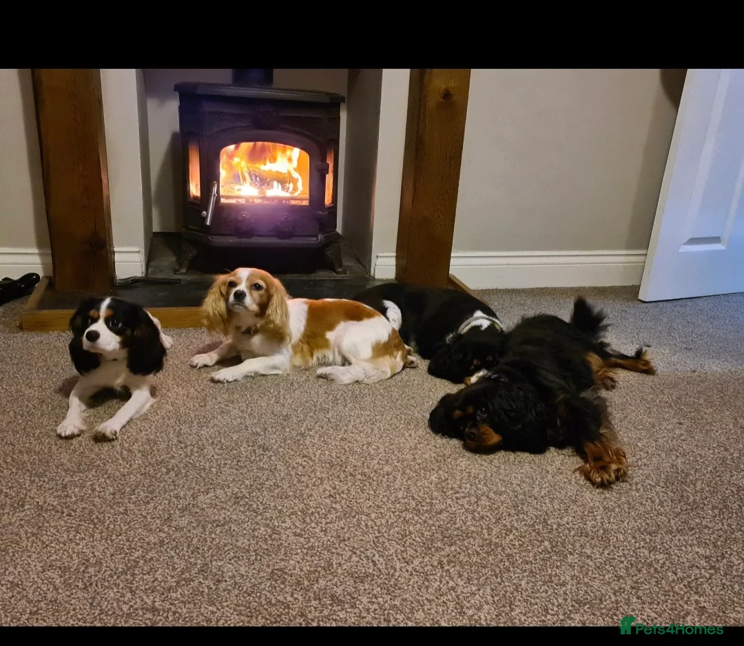 Cavapoo dogs for sale: 🩷🩵SMALL TOY🐶CAVAPOO PUPS🐶HEALTH DNA TESTED🩵🩷 - Advert 33