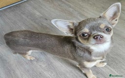 Chihuahua dogs for sale: 9 month old Girl - Image 3