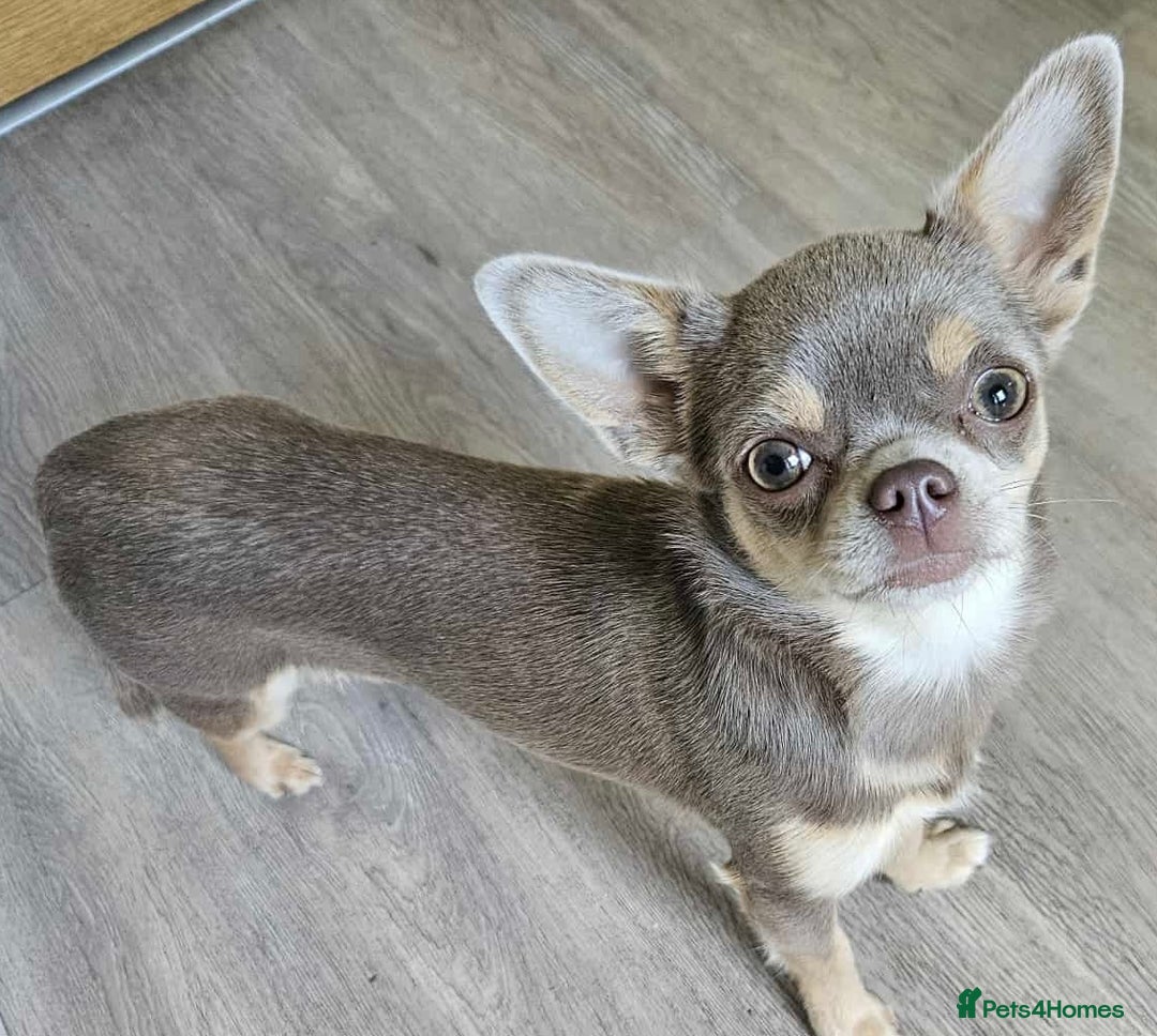 Chihuahua dogs for sale: 9 month old Girl - Image 3