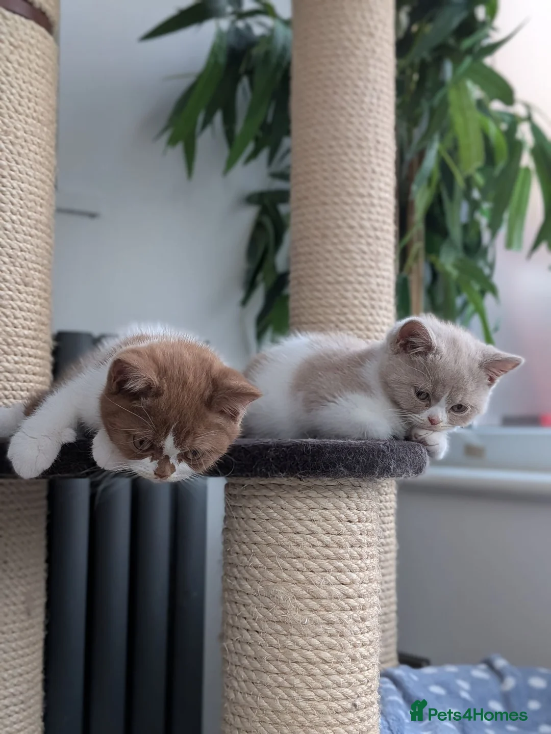 British Shorthair cats for sale: GCCF British Shorthair kittens  - Advert 2