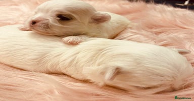 Maltese dogs - Advert 1