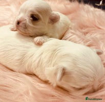 Maltese dogs - Advert 2