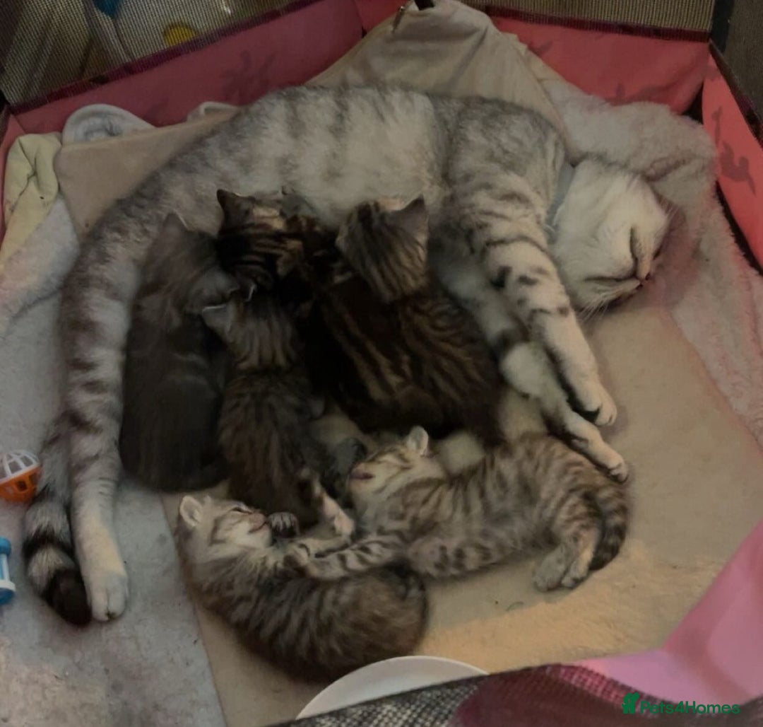 British Shorthair cats for sale: Cute British shorthair kittens - Advert 12