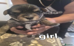 Yorkshire Terrier dogs for sale: Yorkshire Terrier pups - Image 5