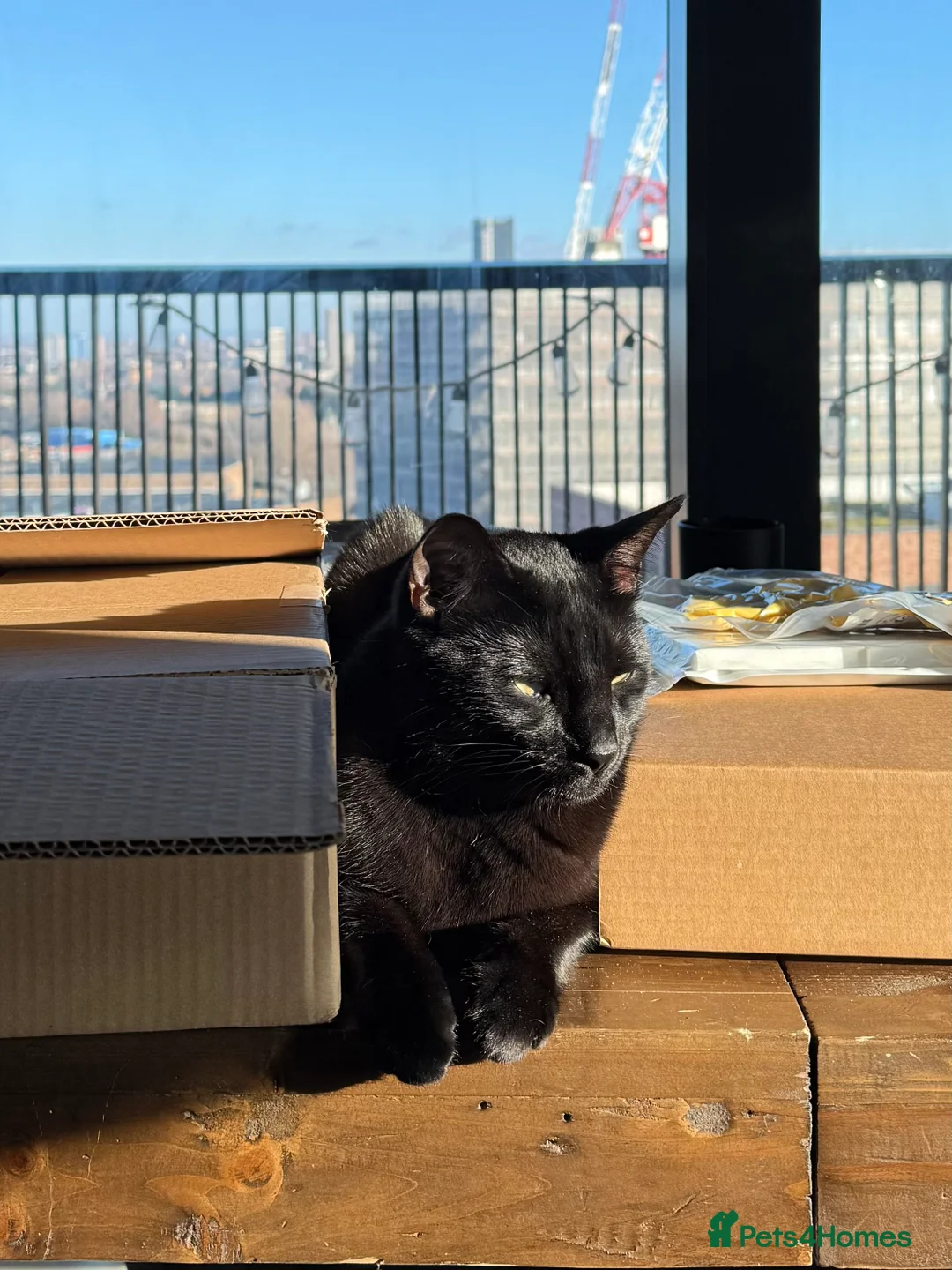 Mixed Breed cats for sale: Energetic Black Cat Looking for Active Loving Home - Advert 21