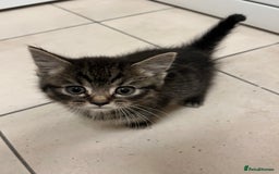 Mixed Breed cats for sale: Adorable mixed breed kittens  - Advert 6