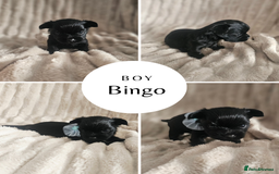 Yorkshire Terrier dogs for sale: SmaltypeYorkshire terrier Chocolate/black IHR.e.V  - Image 2