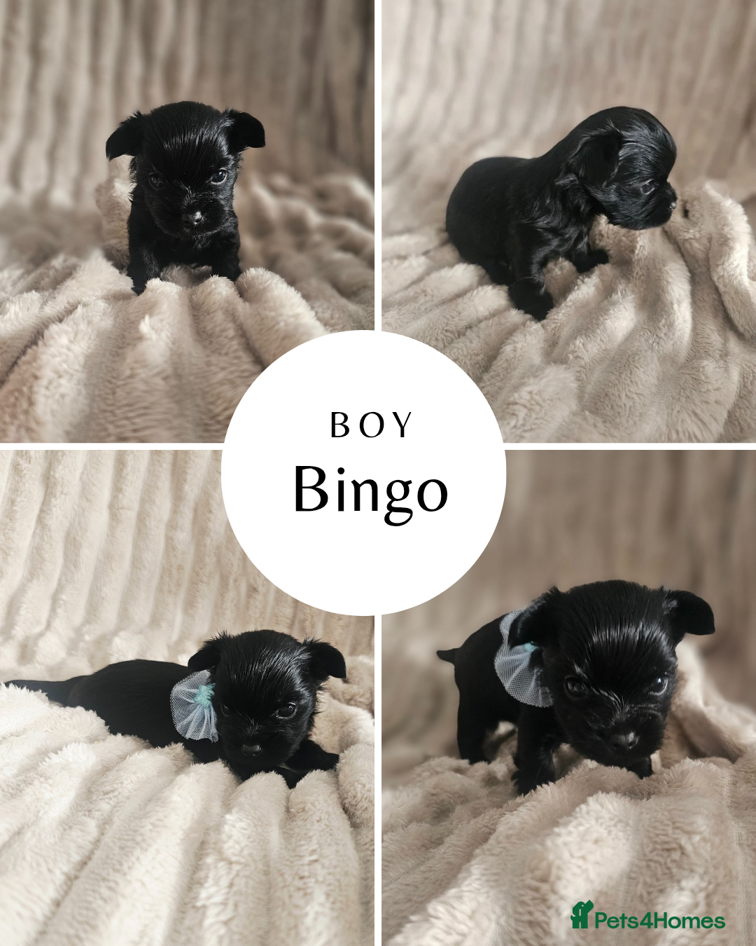 Yorkshire Terrier dogs for sale: SmaltypeYorkshire terrier Chocolate/black IHR.e.V  - Image 2