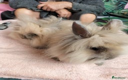 Lionhead rabbits for sale: Madam Fig & Lady Baby - Image 5