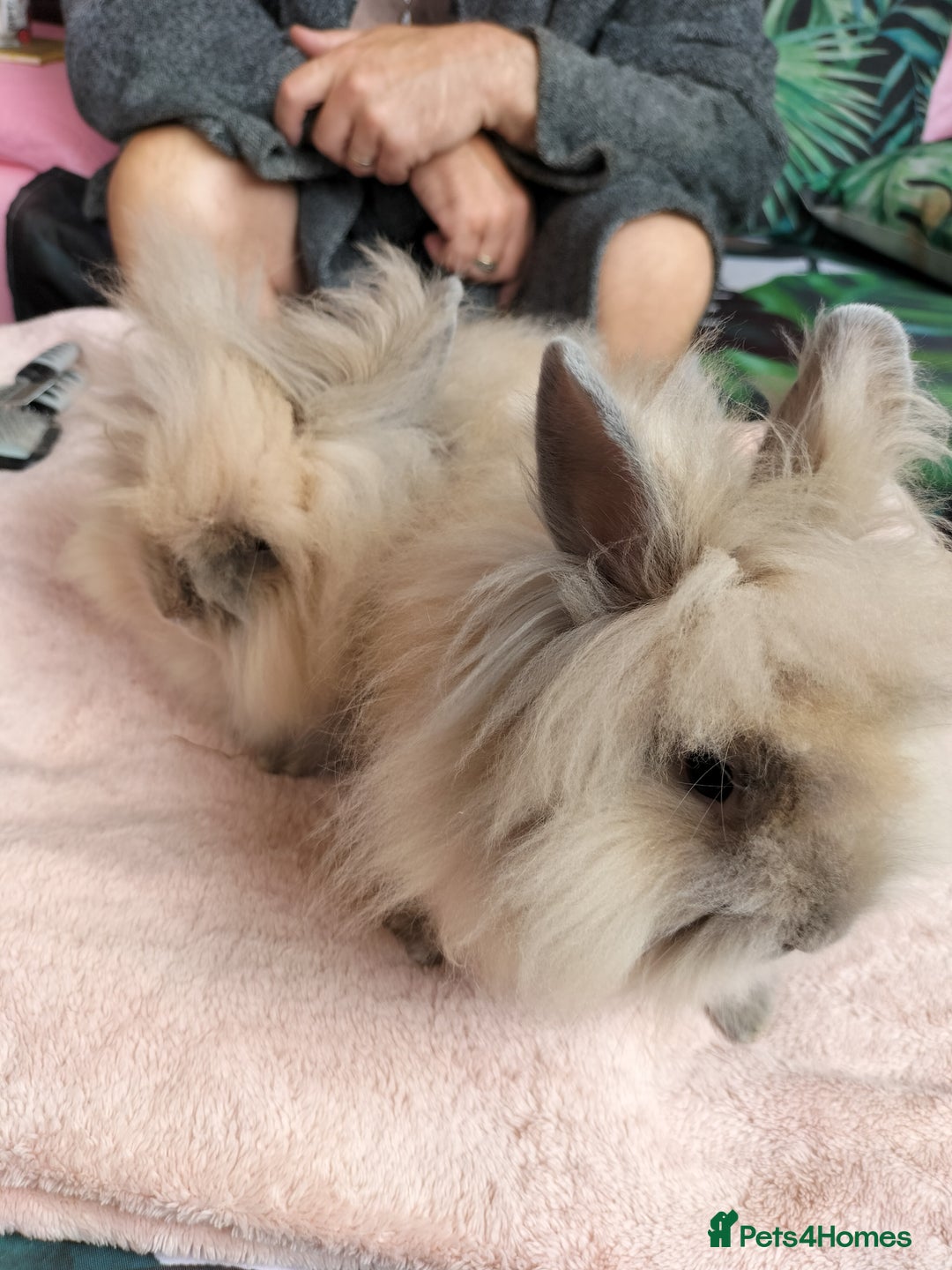 Lionhead rabbits for sale: Madam Fig & Lady Baby - Image 5