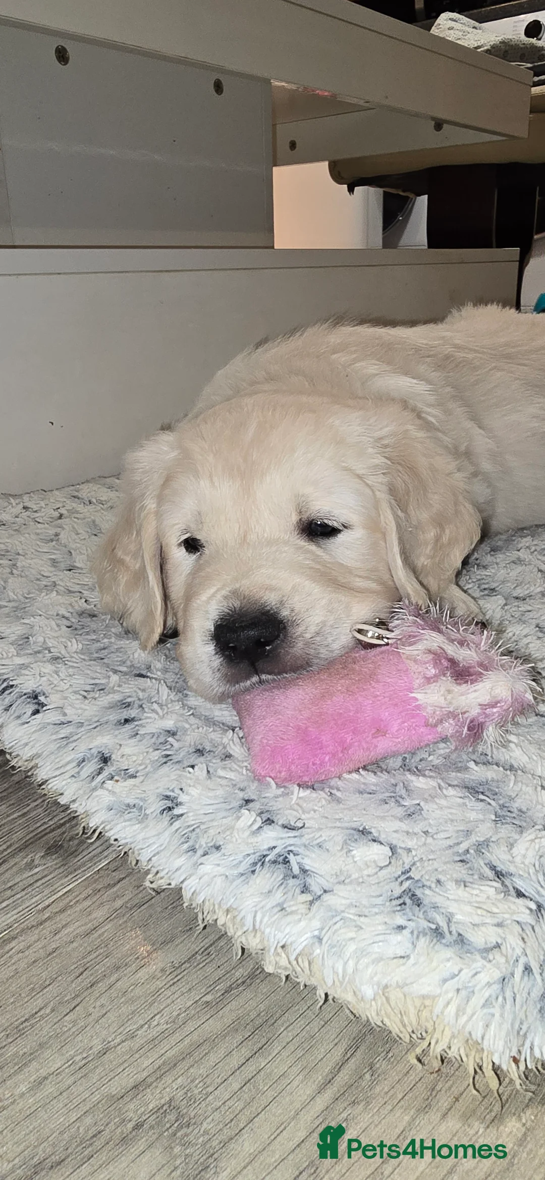 Golden Retriever dogs for sale: Adorable white Golden Retriever - Advert 32