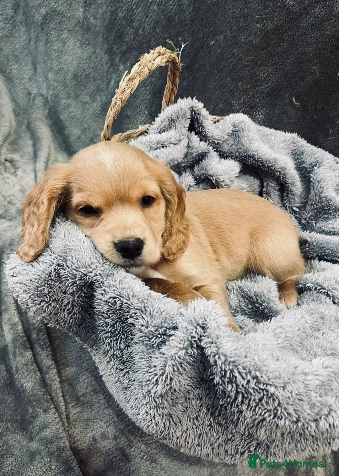 Cocker Spaniel dogs for sale: Working cocker spaniel puppy’s 🏡  - Advert 2