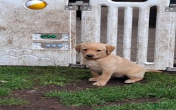 Labrador Retriever dogs for sale: Mix of fox red and yellow labrador puppies - Image 10