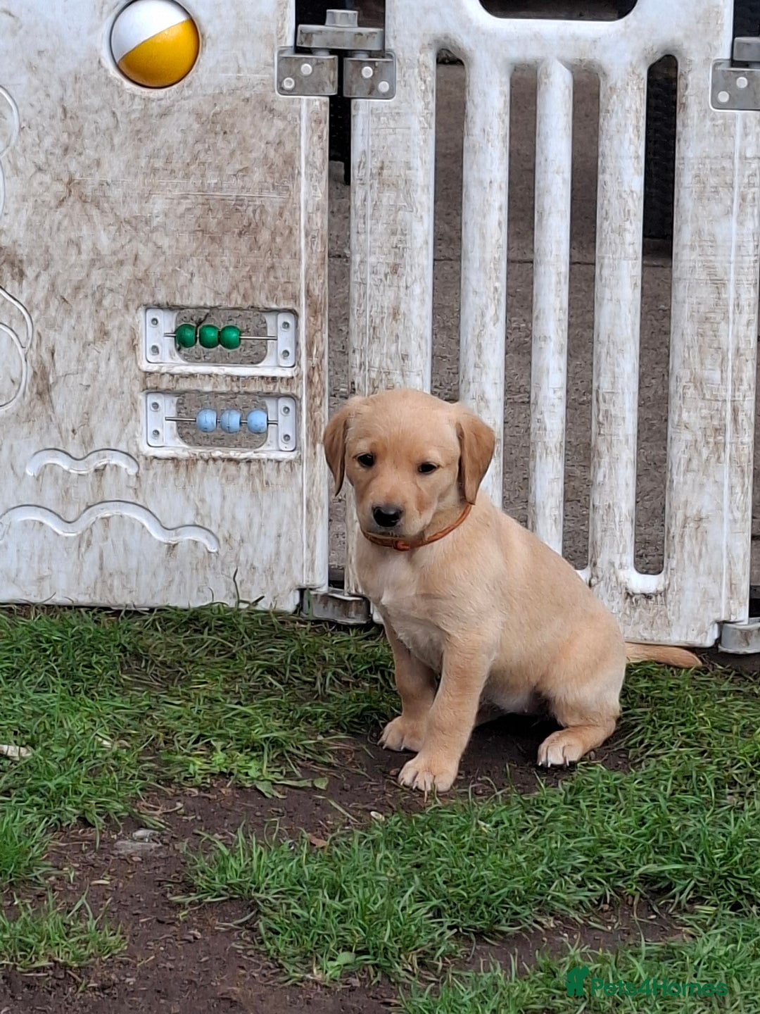 Labrador Retriever dogs for sale: Mix of fox red and yellow labrador puppies - Image 10