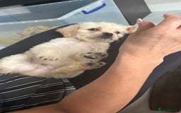 Mixed Breed dogs for sale: 6 fluffy frenchie cross puppies - Image 24
