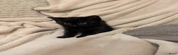 Mixed Breed cats for sale: Last kitten remaining  - Advert 3
