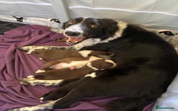 Border Collie dogs for sale: Red and white border collie/Sheepdog Pups - Image 21