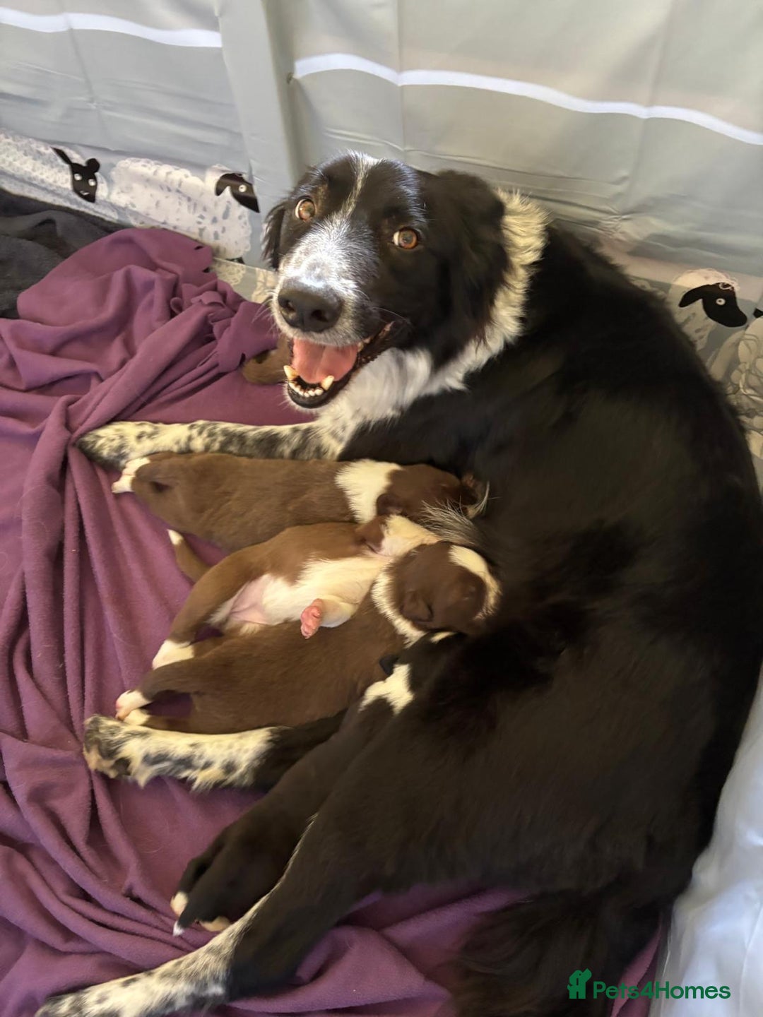 Border Collie dogs for sale: Red and white border collie/Sheepdog Pups - Image 21