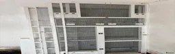 Canaries birds for sale: Goldfinches - Advert 11