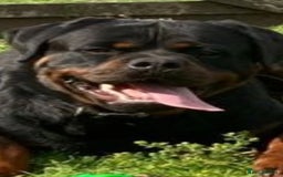 Rottweiler dogs for sale: Champion Bloodline KC Rottweiler puppies  - Image 2