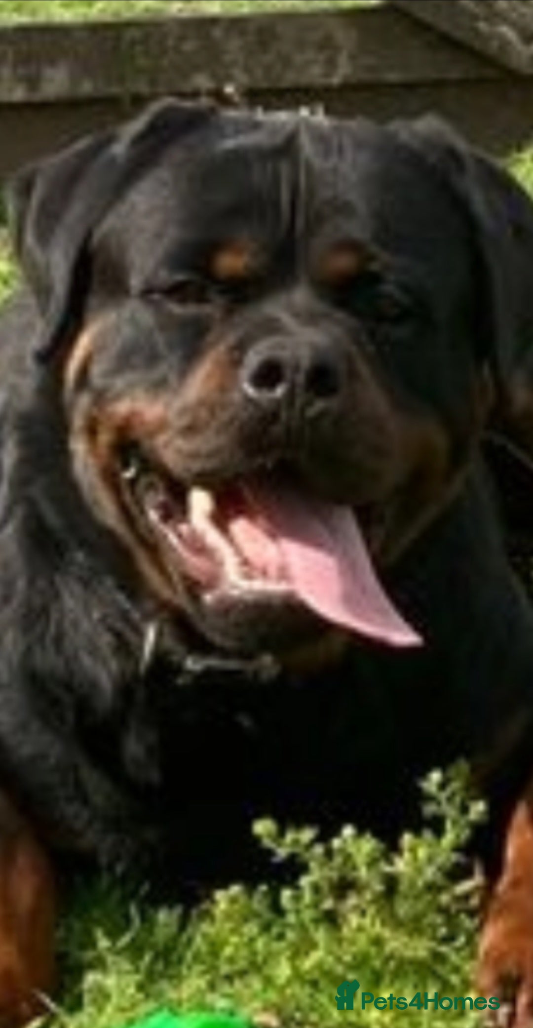 Rottweiler dogs for sale: Champion Bloodline KC Rottweiler puppies  - Image 2