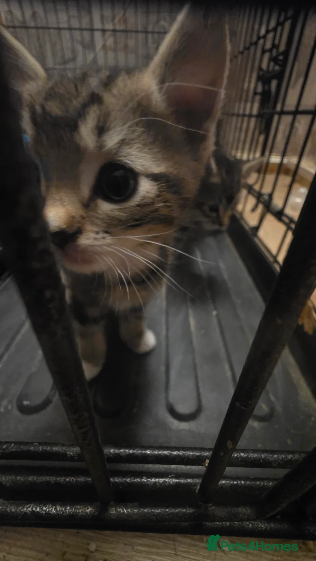 Mixed Breed cats for sale: Savannah X Domestic kittens - Advert 12