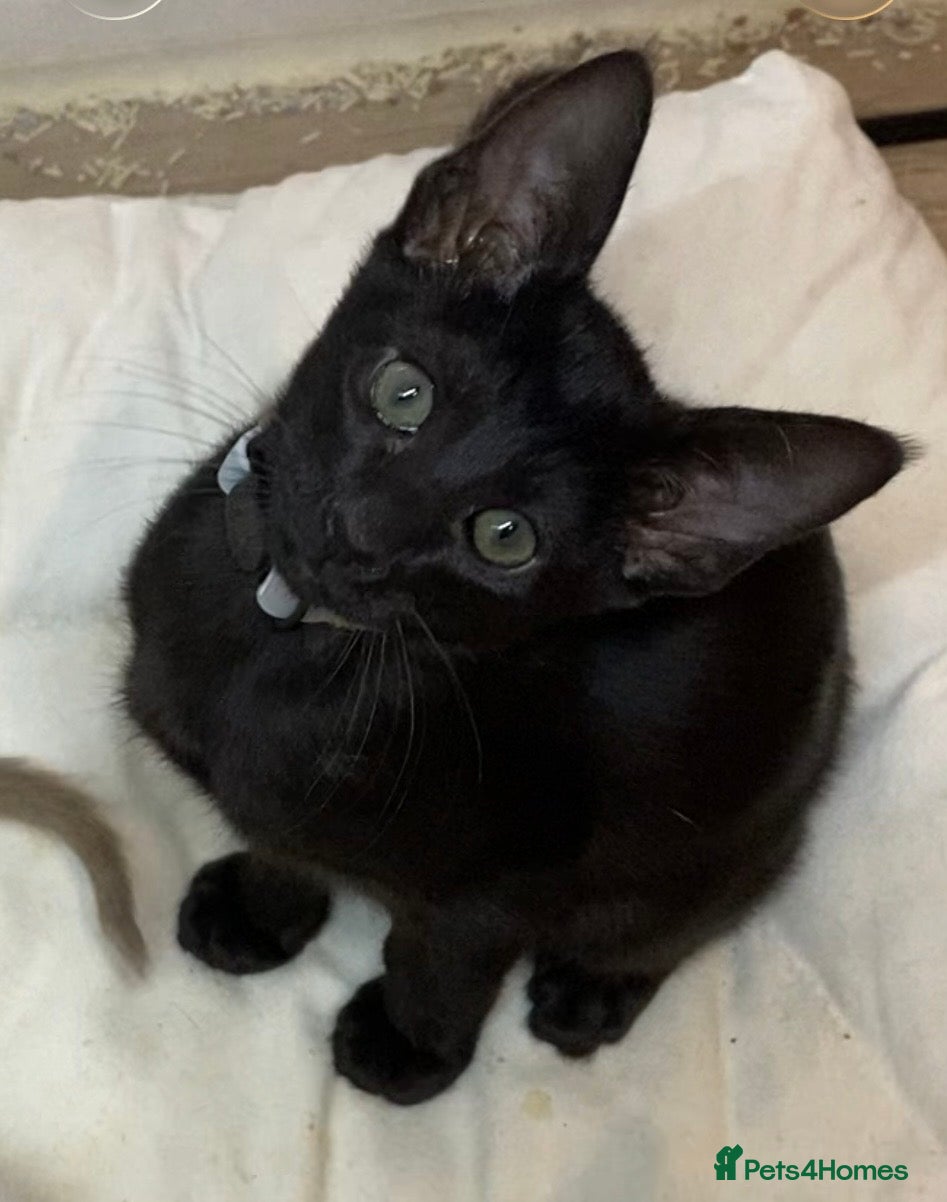 Oriental cats Oriental kittens  - Advert 4