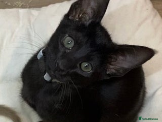 Oriental cats Oriental kittens - Advert 4