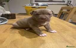 Mixed Breed dogs for sale: 9 Gorgeous pups looking for their forever home - Image 28