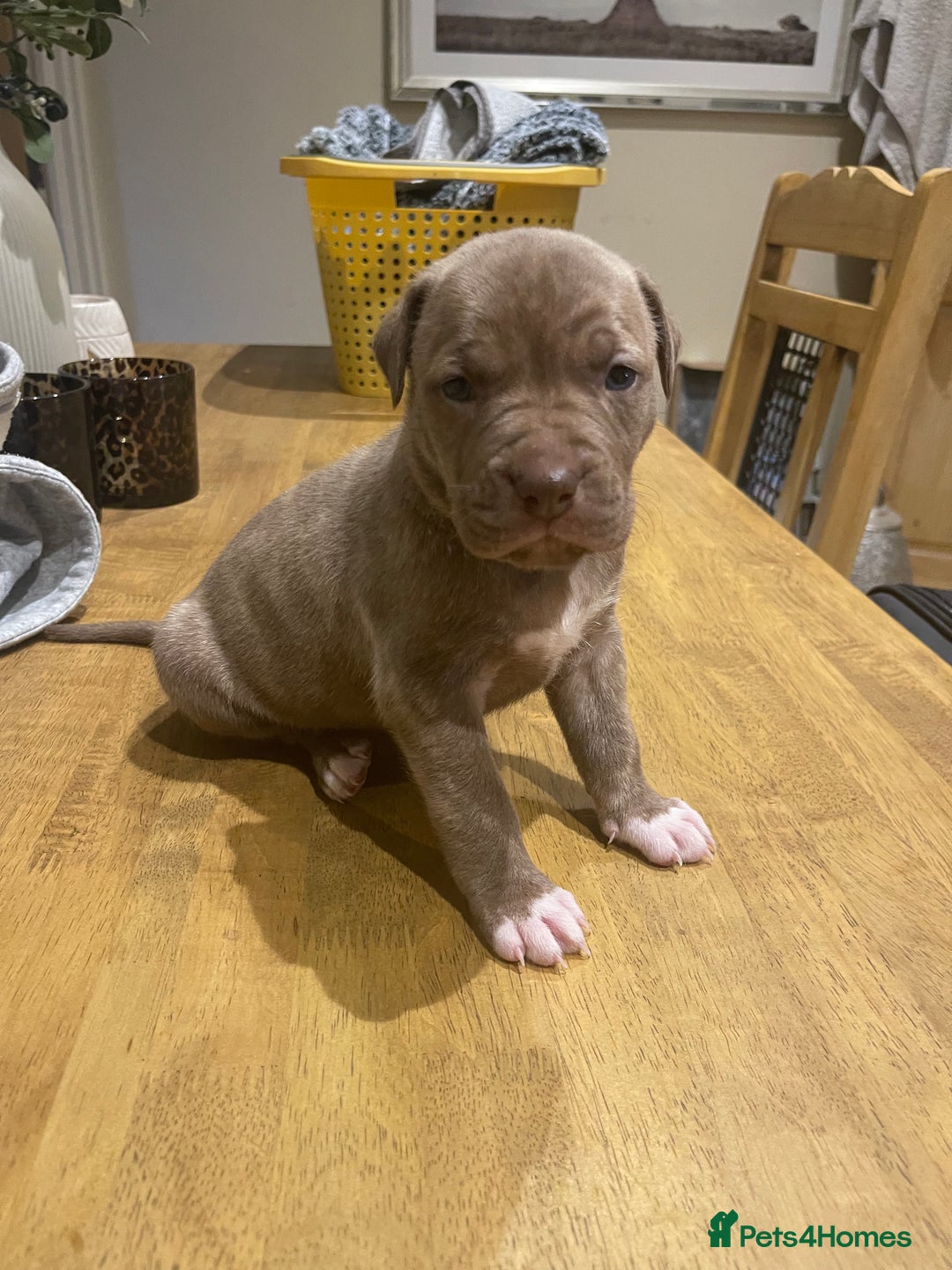 Mixed Breed dogs for sale: 9 Gorgeous pups looking for their forever home - Image 28