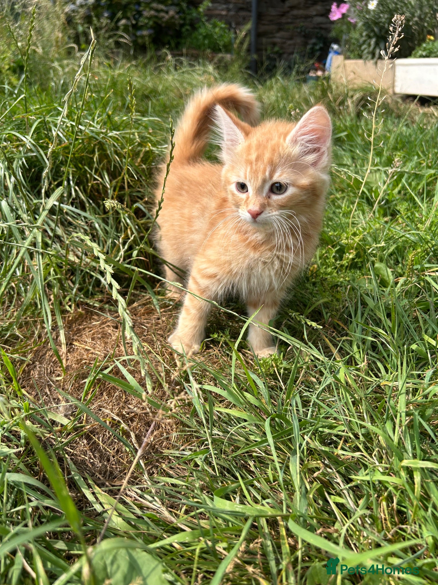 Mixed Breed cats Farm Kittens - Ready Now!  - Advert 13